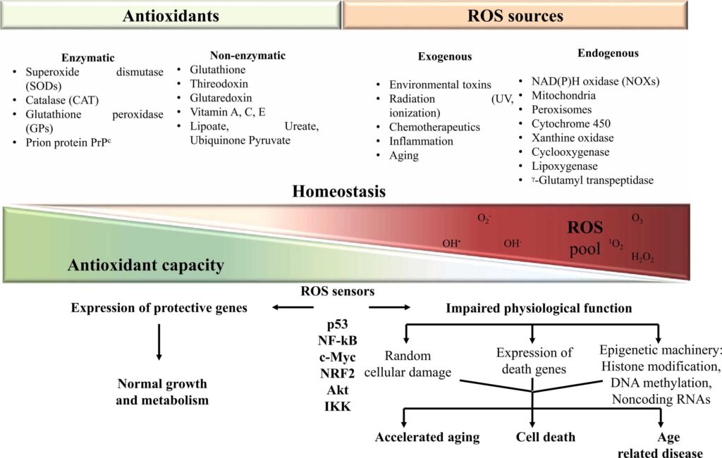 ageing research reviews